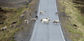 Flere rein tatt av rovdyr – økning på 18 prosent