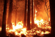 Skogbranner herjer i knusktørre land rundt Middelhavet