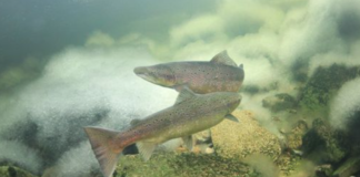 Villaksen ble kraftig rammet i 2005. Nå vet forskerne mer om hvorfor