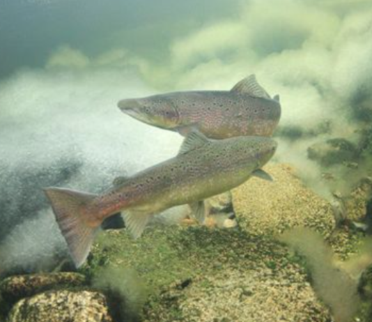 Villaksen ble kraftig rammet i 2005. Nå vet forskerne mer om hvorfor