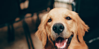 Mann dømt for overgrep mot tre hunder – fikk nedsatt straff for andre gang