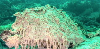 Kjemper mot havnespy