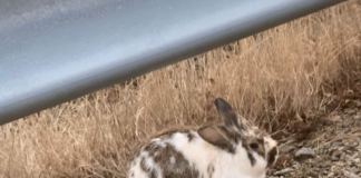 Nordmenn dumper tusenvis av familiedyr