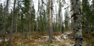 Norsk skog kan få det vanskelig framover, viser rapport. Mangfold og variasjon er medisin mot klimaendringer