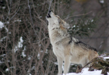 Rødt flagg for ulven