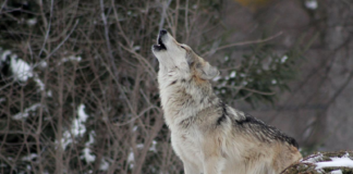 NOAH klager norsk ulveforvaltning inn for Bernkonvensjonen