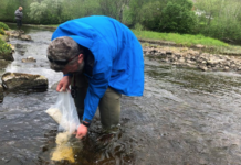 De renser vann og hjelper fiskebestandene: Norge har 25 prosent av Europas (truede) elvemuslinger