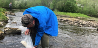 De renser vann og hjelper fiskebestandene: Norge har 25 prosent av Europas (truede) elvemuslinger