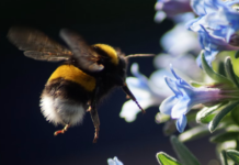 Indikasjoner på alarmerende nedgang i insektbestanden i Storbritannia
