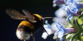 Indikasjoner på alarmerende nedgang i insektbestanden i Storbritannia