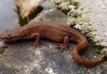 Vil at salamanderdam skal vike for næringsområde. Nå er Vestby kommune anmeldt til politiet