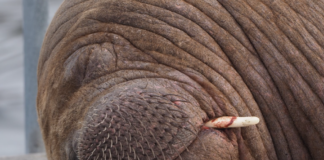 Dette skjedde i kulissene før hvalrossen Freya ble avlivet