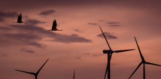 Nysnø og Ørsted investerer: Kunstig intelligens skal beskytte fugleliv ved vindparker