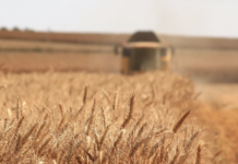 Skal bekjempe sykdom i planter og dyr med naturlige bakterier