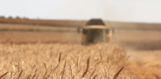 Skal bekjempe sykdom i planter og dyr med naturlige bakterier