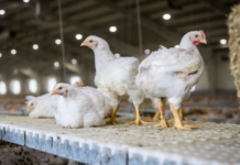 Solvinge-kyllingen oppfyller internasjonal standard – langt over norske krav