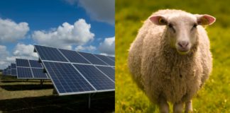 Sau og sol: Vil bygge Norges største solpark på Sørlandet og kombinere med landbruk