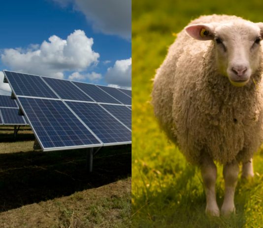 Sau og sol: Vil bygge Norges største solpark på Sørlandet og kombinere med landbruk