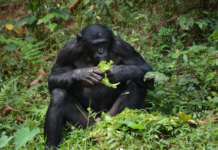 Kongo vil auksjonere bort regnskog til oljeselskaper