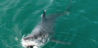 En av fem mennesker er avhengig av ville arter for å klare seg. Manglende regulering kan føre til kollaps