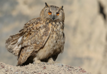 Hubroen er fortsatt sterkt truet i Norge. Nå er det vedtatt en ny handlingsplan