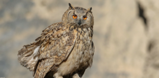 Hubroen er fortsatt sterkt truet i Norge. Nå er det vedtatt en ny handlingsplan