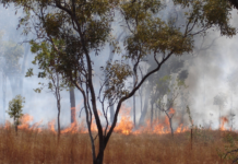 Store miljøødeleggelser i Australia