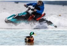 Kan ta livet av fuglar: Bryt fartsgrensene med båt og vannskuter i verneområde i Telemark