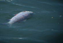 Katastrofen i Oder øker: 100 tonn død fisk tatt opp, bekymring for hele økosystemet