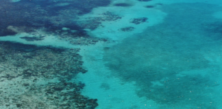 Tegn til bedring på verdens største korallrev