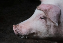 Danmarks griser har ikke fått det bedre – snarere tvert om