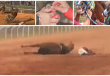 Grufull dyremishandling i ekstrem galopp”sport” i USA