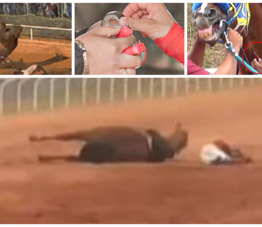 Grufull dyremishandling i ekstrem galopp”sport” i USA
