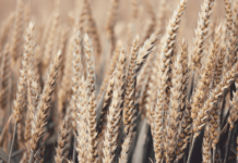 Klimaendringer og andre hendelser kan føre til matrasjonering også i Norge, ifølge ny rapport