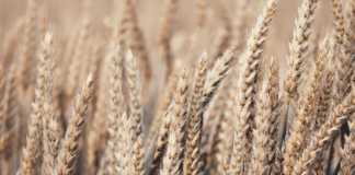 Klimaendringer og andre hendelser kan føre til matrasjonering også i Norge, ifølge ny rapport