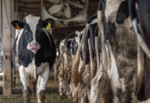 Faktisk.no: Gamle tall for antibiotika i kjøtt deles igjen