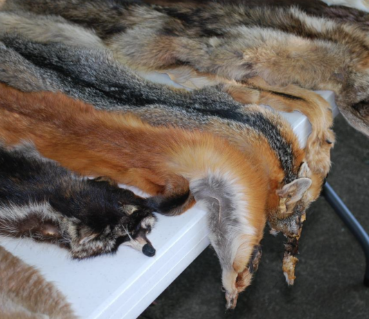 “Passé, tacky og i utakt med tiden”: Danskene mener pels hører fortiden til