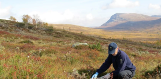 Rekordlavt innmeldt tall på rovviltskader