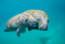 Canadiere forhandler med Trump-administrasjonen om gruvedrift på havbunnen