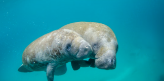 Canadiere forhandler med Trump-administrasjonen om gruvedrift på havbunnen