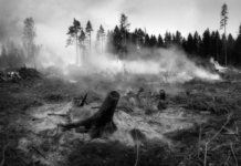 Studerer skogbrannfaren i nordområdene: Det blir flere branner også her