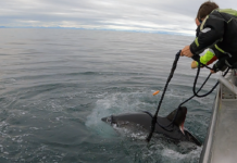 Har satelittmerket håbrann i Norge for første gang: – En utrolig god nyhet