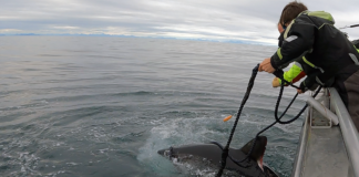 Har satelittmerket håbrann i Norge for første gang: – En utrolig god nyhet