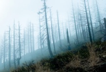 Tørken i Europa: – Vi vil se kaskader av døde trær de neste 2-3 årene