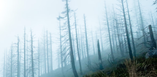 Tørken i Europa: – Vi vil se kaskader av døde trær de neste 2-3 årene