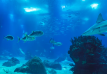 Skaper bekymring: FN-organ tillater prøveutvinning av metaller i Stillehavet