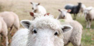 Kan vi mette alle uten å ødelegge verden? “Regenesis” av George Monbiot tar oss et stykke på vei