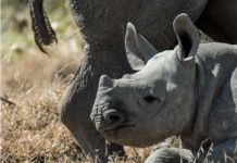 Bestanden av spissnesehornet er svært lav, men nå øker den år for år