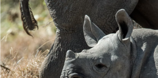 Bestanden av spissnesehornet er svært lav, men nå øker den år for år