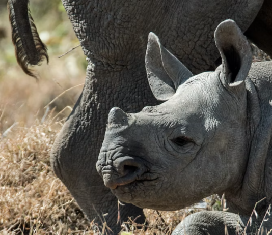 Bestanden av spissnesehornet er svært lav, men nå øker den år for år